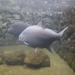 Pacu, photo 3