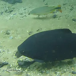 Pacu, photo 4