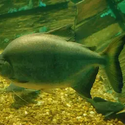 Pacu, photo 5