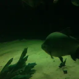 Pacu, photo 6