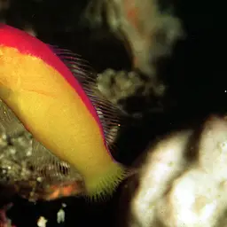 Diadem Dottyback, photo 1