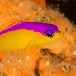 Diadem Dottyback, photo 2