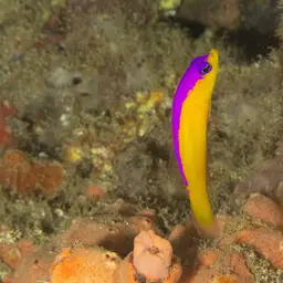 Diadem Dottyback, photo 3