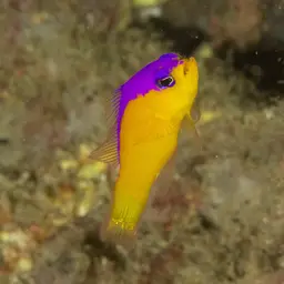 Diadem Dottyback, photo 4