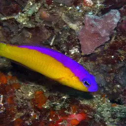 Diadem Dottyback, photo 5