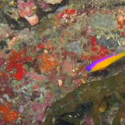 Diadem Dottyback, photo 6