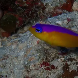 Diadem Dottyback, photo 7