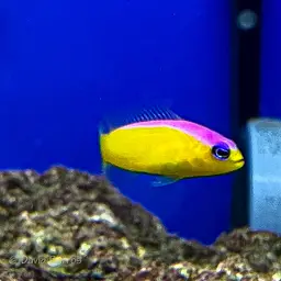 Diadem Dottyback, photo 8
