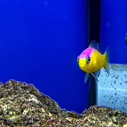 Diadem Dottyback, photo 9