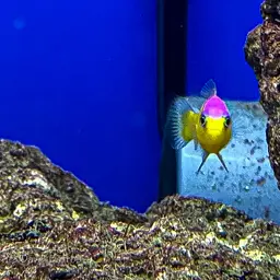 Diadem Dottyback, photo 10