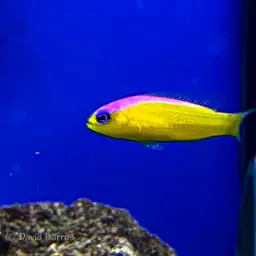 Diadem Dottyback, photo 11