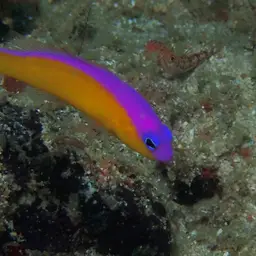 Diadem Dottyback, photo 12