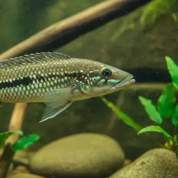 Pike cichlid, photo 4