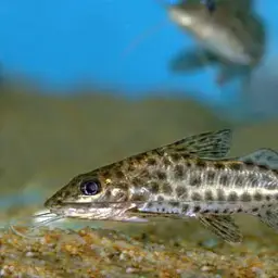 Spotted Pimelodus, photo 1