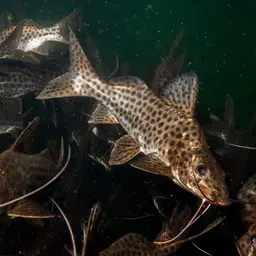 Spotted Pimelodus, photo 4