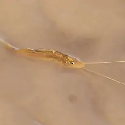 Spotted Pimelodus, photo 5