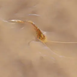 Spotted Pimelodus, photo 6