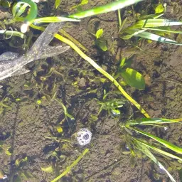 Spotted Pimelodus, photo 7
