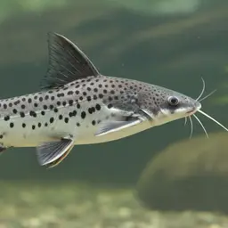 Spotted Pimelodus, photo 8