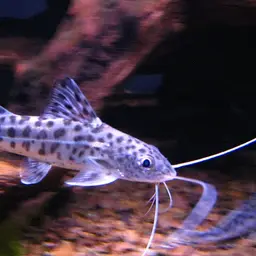 Pictus Catfish, photo 1