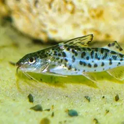 Pictus Catfish, photo 2