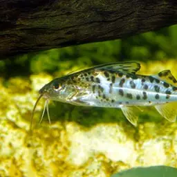 Pictus Catfish, photo 3