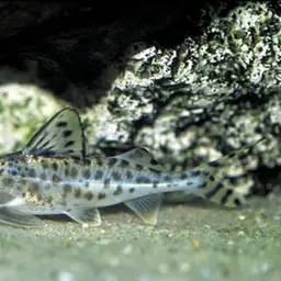 Pictus Catfish, photo 4
