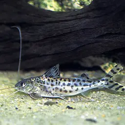 Pictus Catfish, photo 5