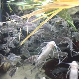 Pictus Catfish, photo 6