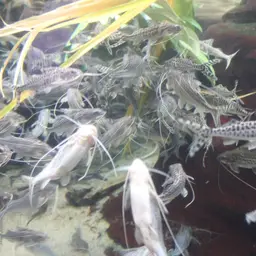 Pictus Catfish, photo 7