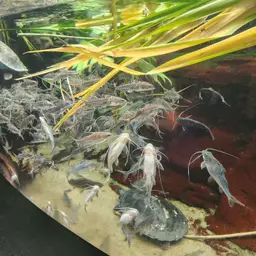 Pictus Catfish, photo 8