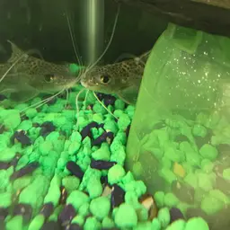 Pictus Catfish, photo 9