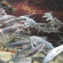 Pictus Catfish, photo 10