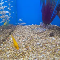 Pictus Catfish, photo 11