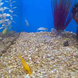 Pictus Catfish, photo 12