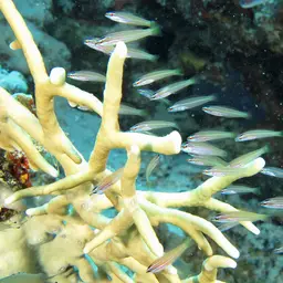 Redspot wrasse, photo 1
