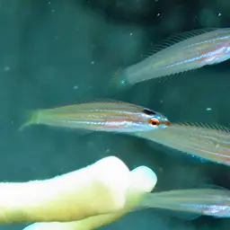 Redspot wrasse, photo 2