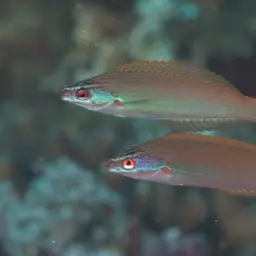 Redspot wrasse, photo 3