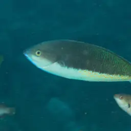 Redspot wrasse, photo 4