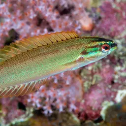 Redspot wrasse, photo 5