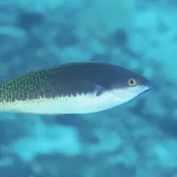 Redspot wrasse, photo 6