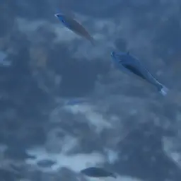 Redspot wrasse, photo 7