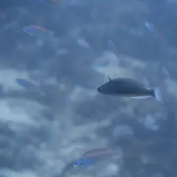 Redspot wrasse, photo 8