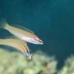 Redspot wrasse, photo 9