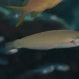 Redspot wrasse, photo 10