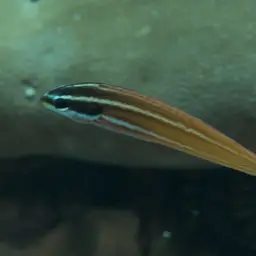 Redspot wrasse, photo 11