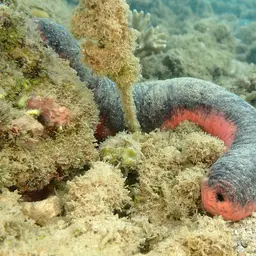 Pink Sea Cucumber, photo 1