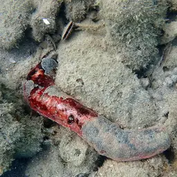 Pink Sea Cucumber, photo 2