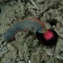 Pink Sea Cucumber, photo 3