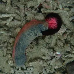 Pink Sea Cucumber, photo 4